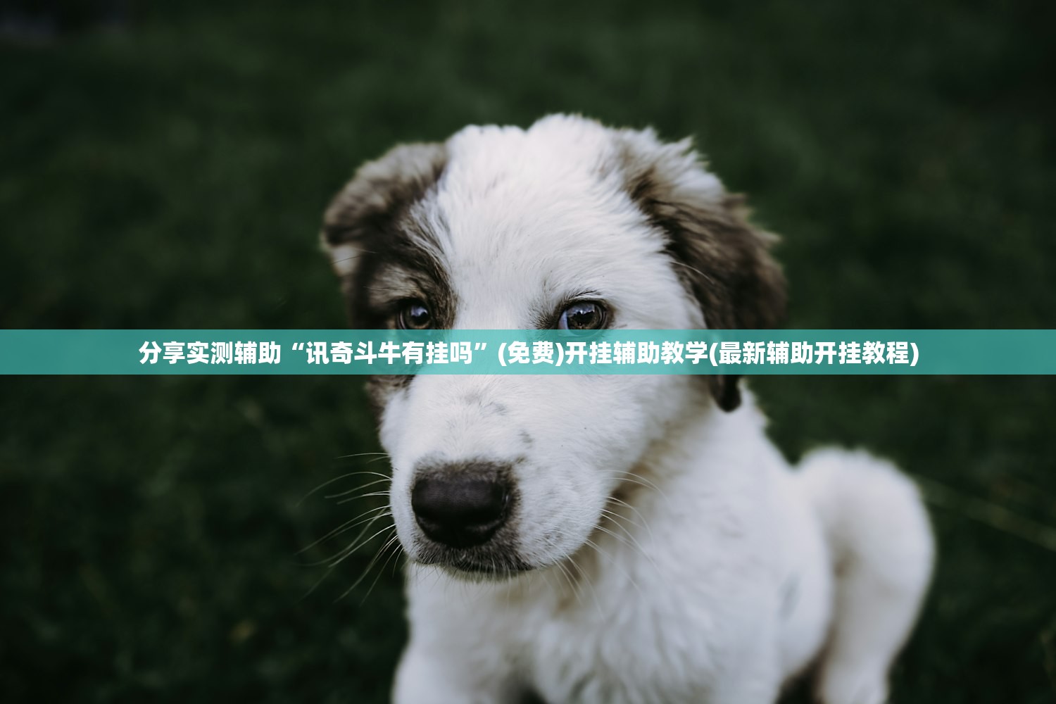 分享实测辅助“讯奇斗牛有挂吗”(免费)开挂辅助教学(最新辅助开挂教程)