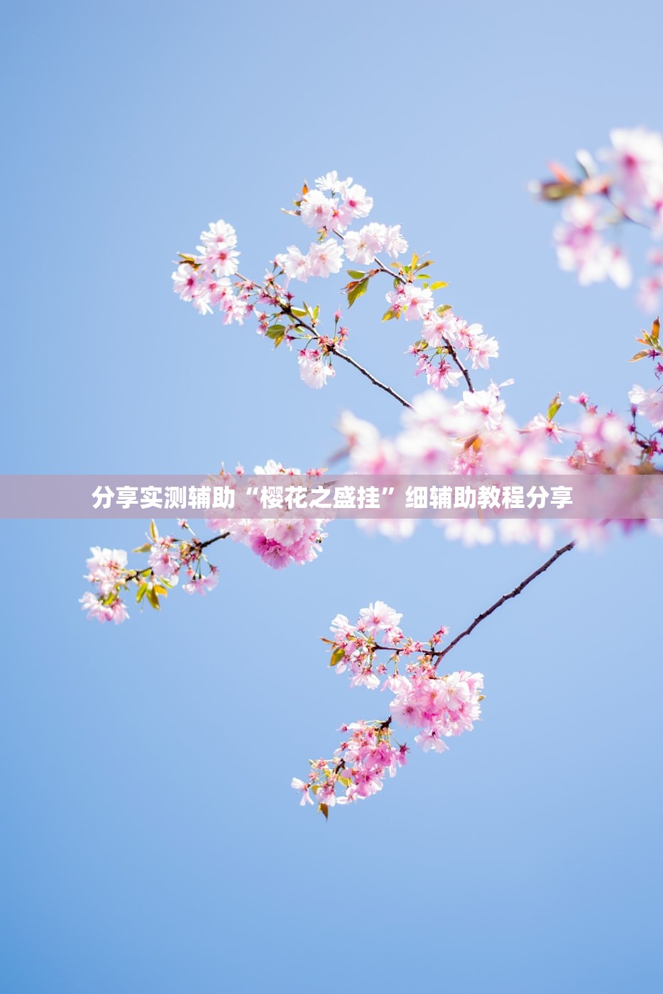 分享实测辅助“樱花之盛挂”细辅助教程分享