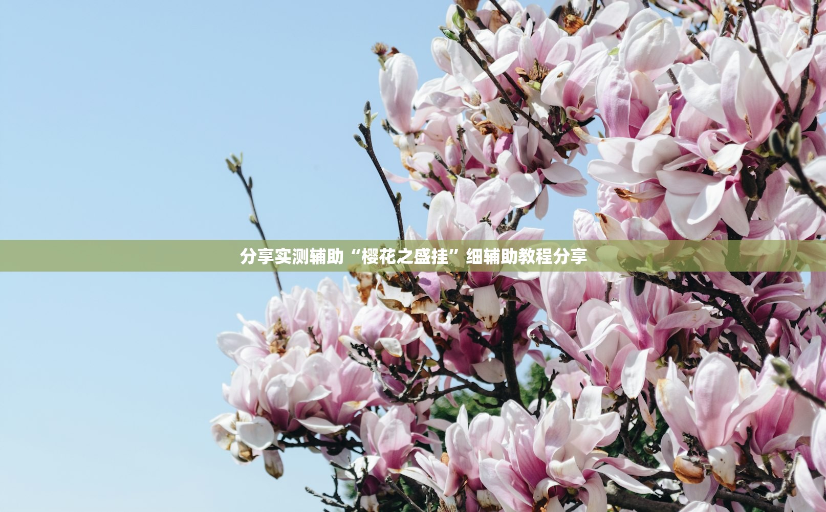 分享实测辅助“樱花之盛挂”细辅助教程分享