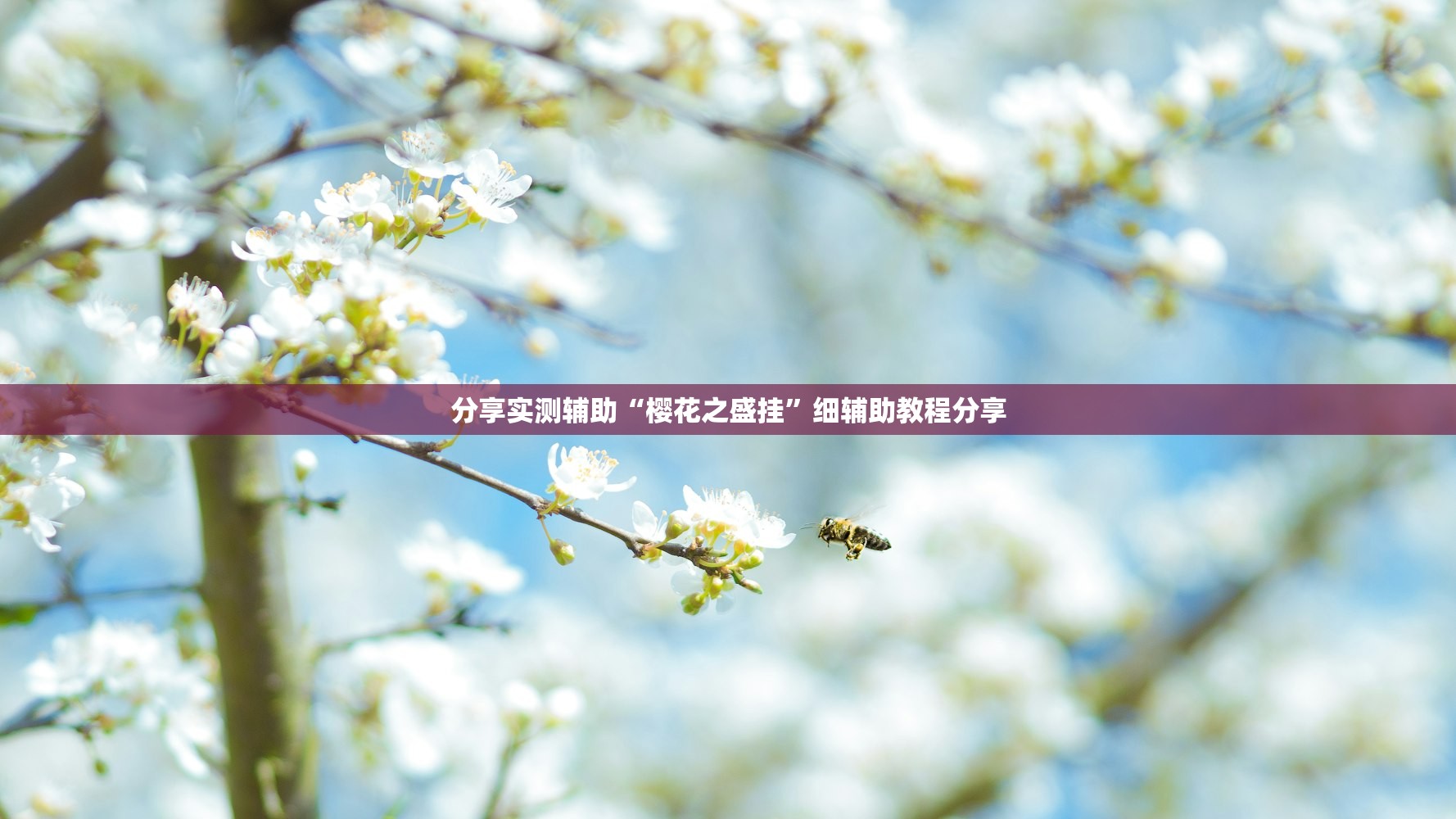 分享实测辅助“樱花之盛挂	”细辅助教程分享