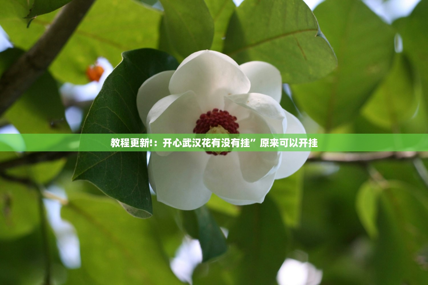 教程更新!：开心武汉花有没有挂”原来可以开挂