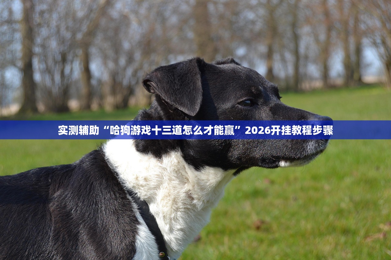 实测辅助“哈狗游戏十三道怎么才能赢”2026开挂教程步骤