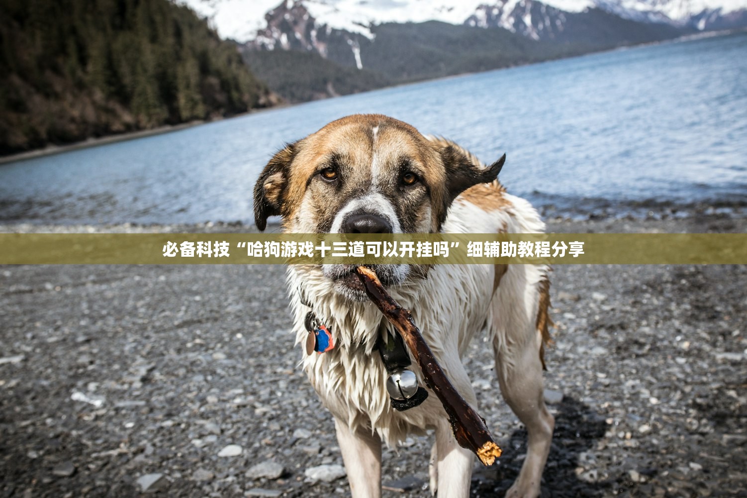 实测辅助“天天福建十三水一直输”详细开挂教程