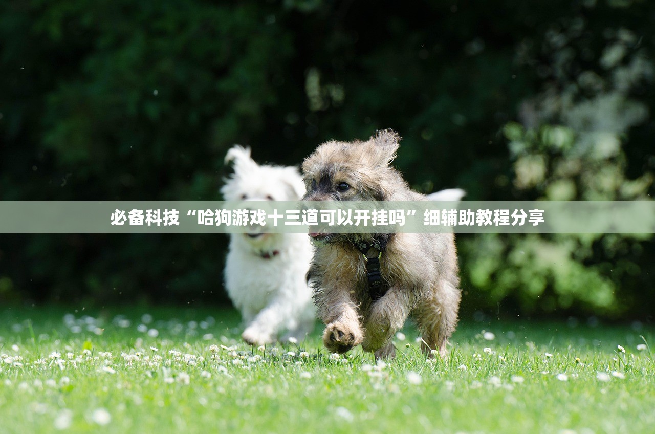 必备科技“哈狗游戏十三道可以开挂吗”细辅助教程分享