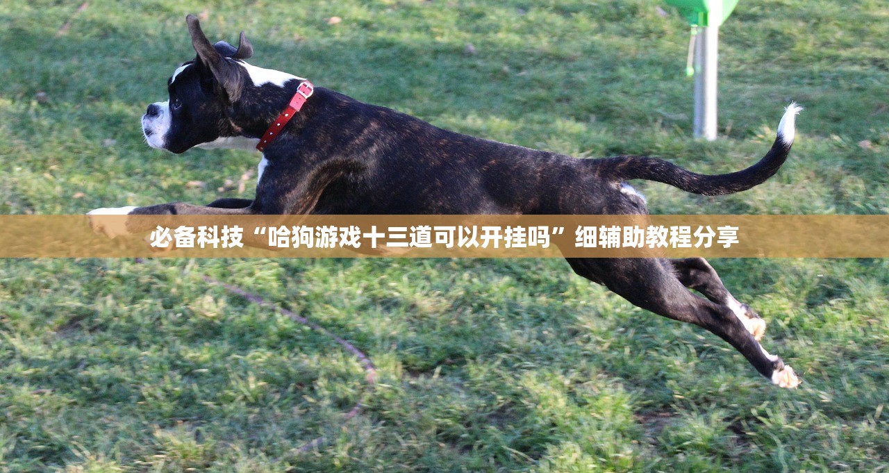 必备科技“哈狗游戏十三道可以开挂吗	”细辅助教程分享