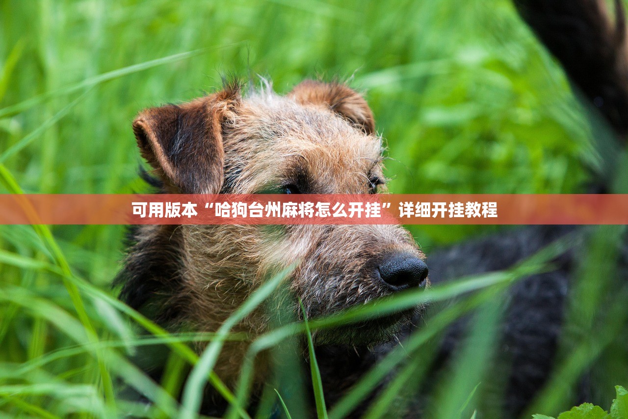 可用版本“哈狗台州麻将怎么开挂”详细开挂教程