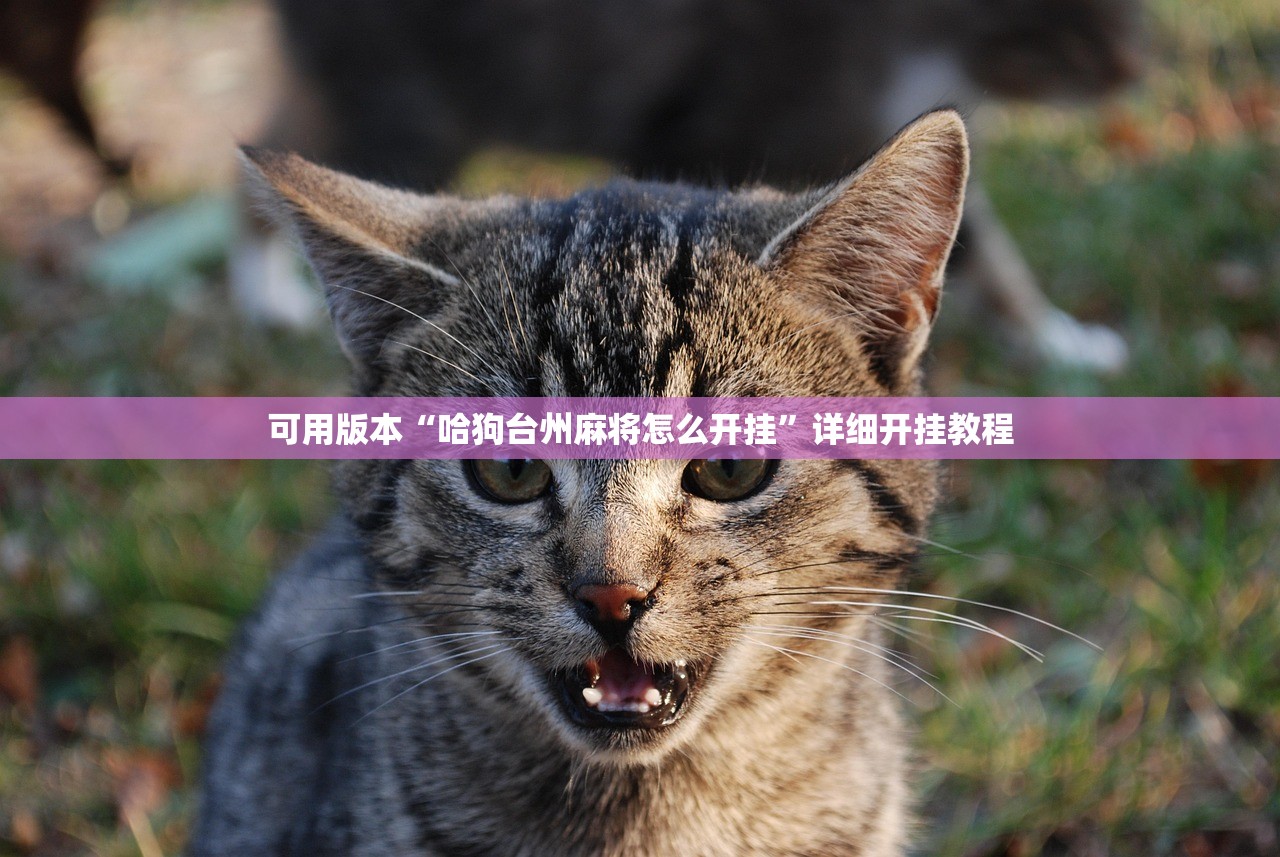可用版本“哈狗台州麻将怎么开挂”详细开挂教程